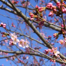 道光寺の桜