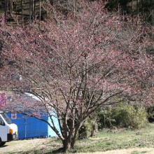 道光寺の桜