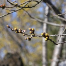 長瀞北桜通り