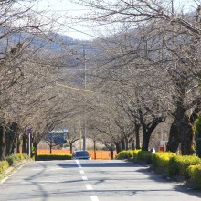 長瀞北桜通り