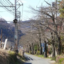 南桜通り