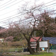 大手桜