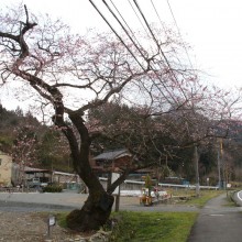 大手桜