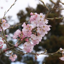 大手桜