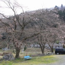 道光寺の桜