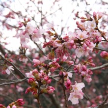 岩田桜