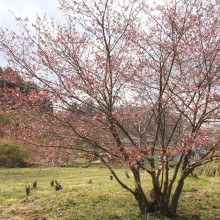 岩田桜