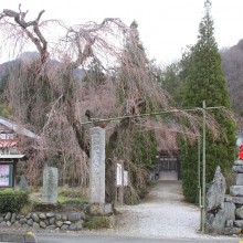 法善寺しだれ桜