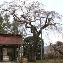 法善寺しだれ桜