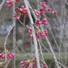 法善寺しだれ桜