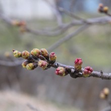 井戸の桜並木