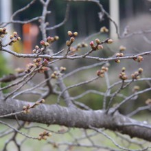 井戸の桜並木