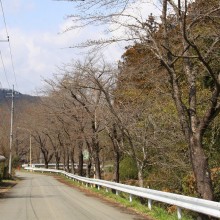 井戸の桜並木