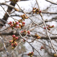 北桜通り