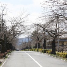 北桜通り