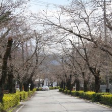 北桜通り