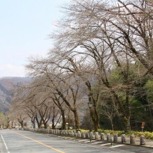 宝登山参道