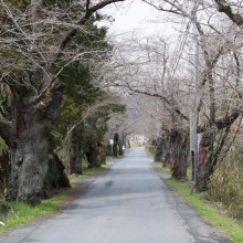 南桜通り