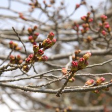 南桜通り