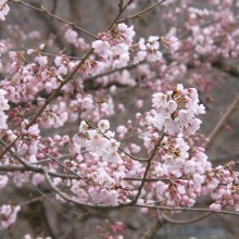 上長瀞ちっちゃな桜のトンネル