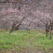 上長瀞ちっちゃな桜のトンネル