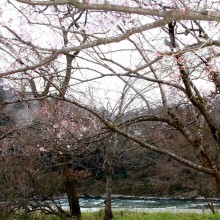 上長瀞ちっちゃな桜のトンネル