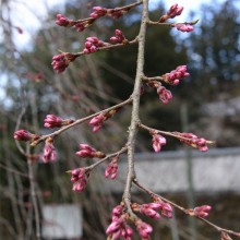 清雲寺しだれ桜