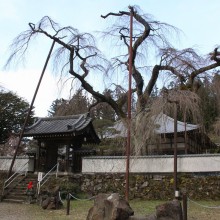 清雲寺しだれ桜