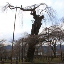 清雲寺しだれ桜