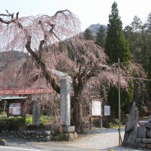 法善寺しだれ桜