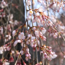 法善寺しだれ桜