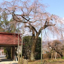 法善寺しだれ桜