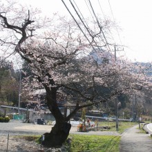 大手桜