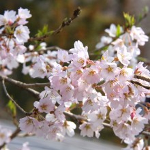 大手桜