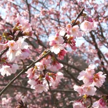 岩田桜