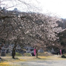 道光寺の桜