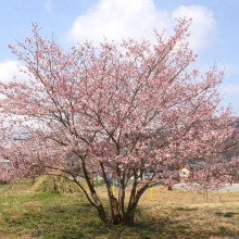 岩田桜