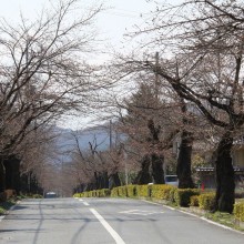 北桜通り