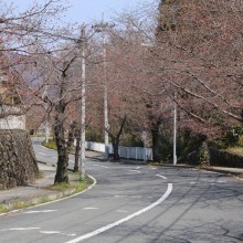 北桜通り