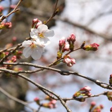 北桜通り