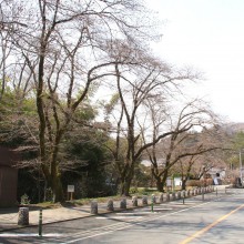 宝登山神社参道