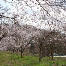 ちっちゃな桜のトンネル