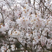 ちっちゃな桜のトンネル