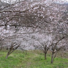 ちっちゃな桜のトンネル