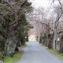 南桜通り