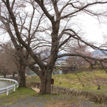 井戸の桜並木