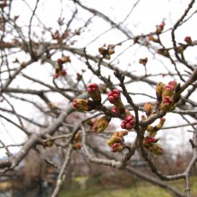 井戸の桜並木