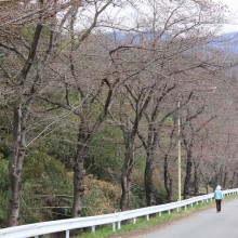 井戸の桜並木