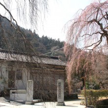 清雲寺しだれ桜