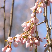 清雲寺しだれ桜